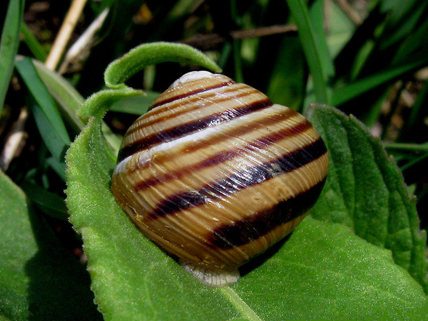 slimák Cepaea vindobonensis