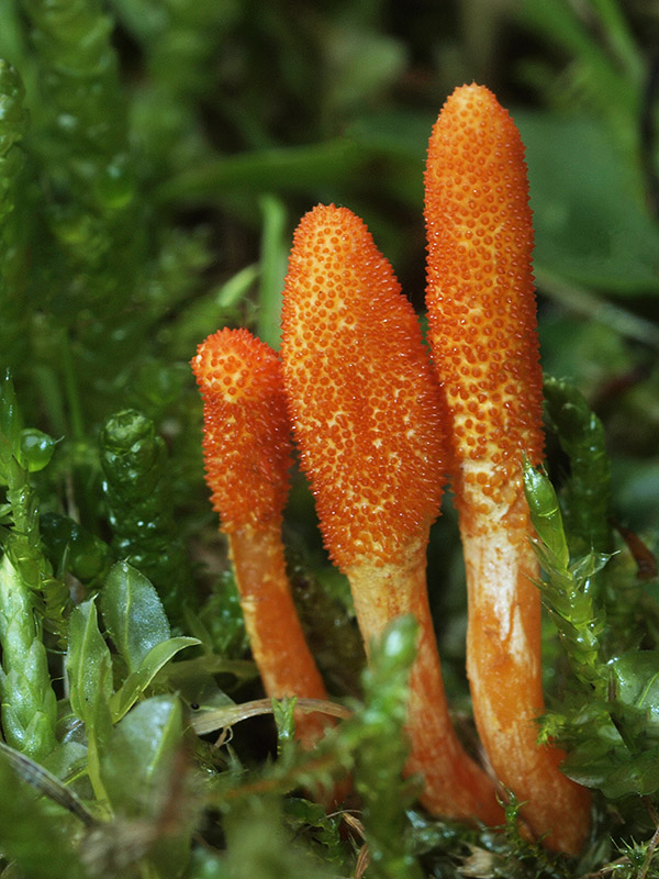 žezlovka hmyzová Cordyceps militaris (Fr.) Link