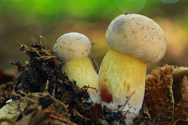 hríb modrejúci Cyanoboletus pulverulentus (Opat.) Gelardi, Vizzini & Simonini