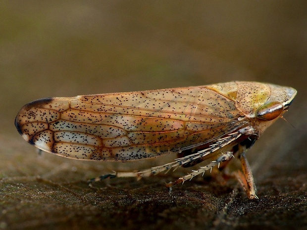 cikádka (sk) / křísek trnkový (cz) Fieberiella florii Stål, 1864