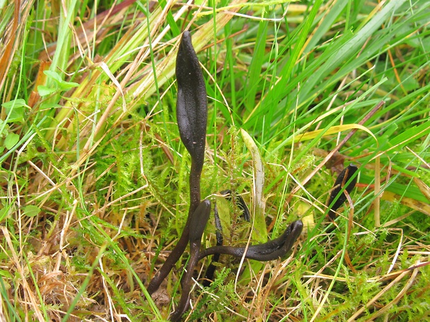 jazýček Geoglossum sp.