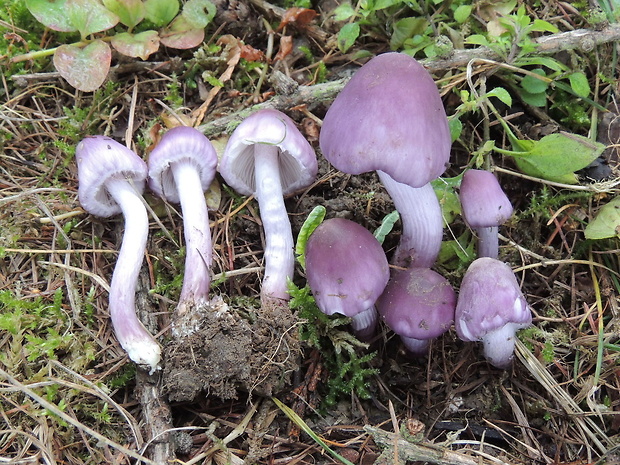 vláknica hlinovolupeňová Inocybe geophylla (Bull.) P. Kumm.