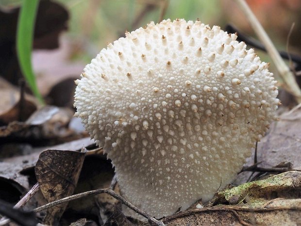 prášnica bradavičnatá Lycoperdon perlatum Pers.