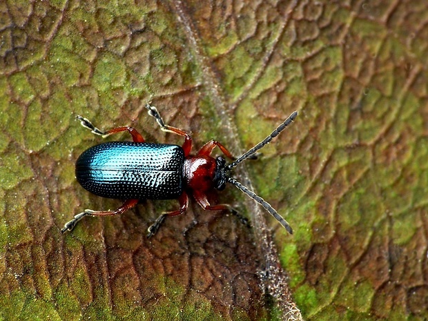 kohútik pestrý (sk) / kohoutek černohlavý Oulema melanopus Linnaeus, 1758