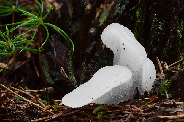 pajelenka želatínová Pseudohydnum gelatinosum (Scop.) P. Karst.