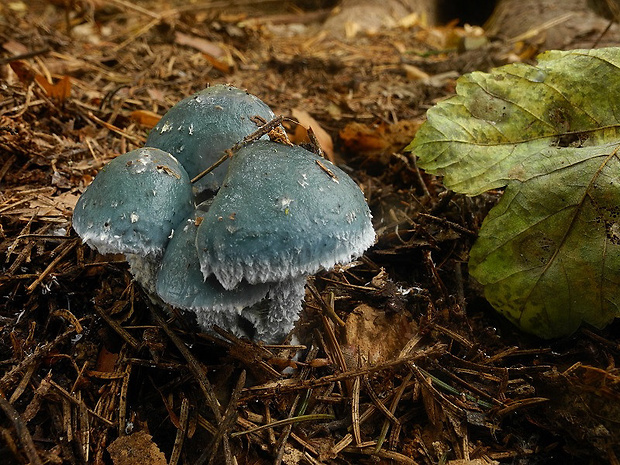 golierovka Stropharia sp.