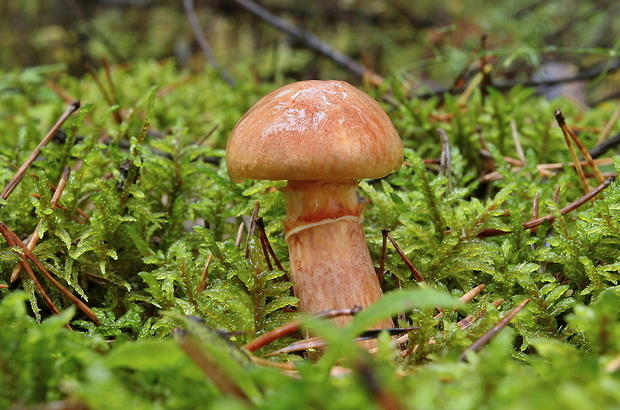 masliak tridentský Suillus tridentinus (Bres.) Singer