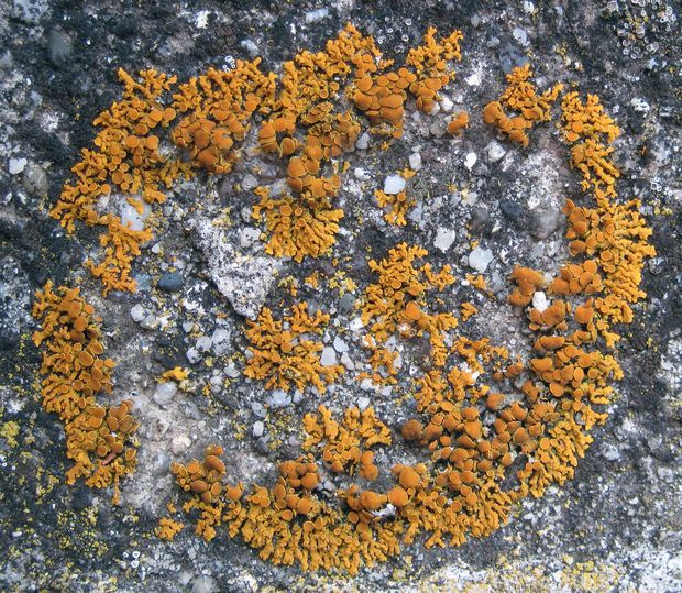 diskovník oranžový Xanthoria elegans (Link) Th. Fr.