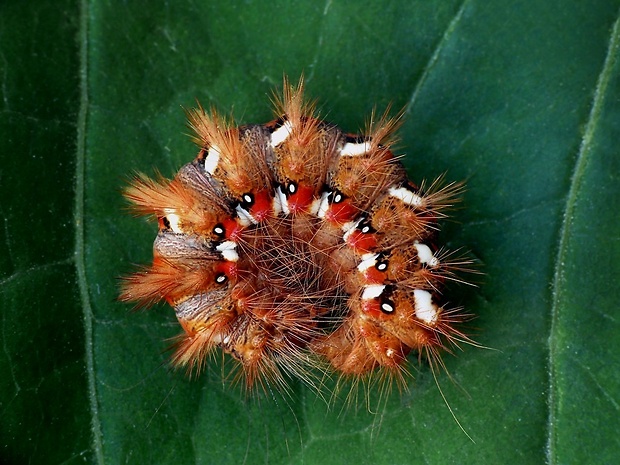 mramorovka obyčajná (sk) / šípověnka hojná (cz) Acronicta rumicis Linnaeus, 1758