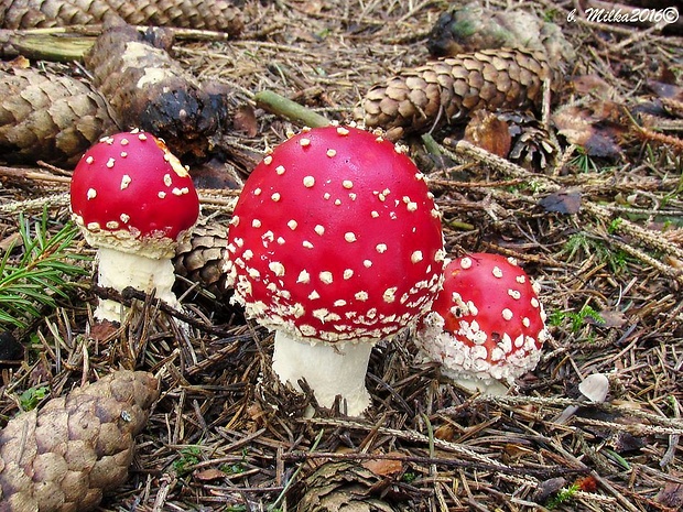 muchotrávka červená Amanita muscaria (L.) Lam.