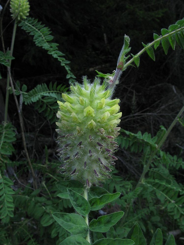 kozinec Astragalus centralpinus L.