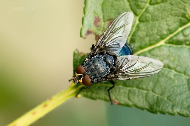 bzučivka obyčajná Calliphora vicina