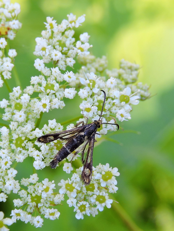 podobník Chamaesphecia empiformis