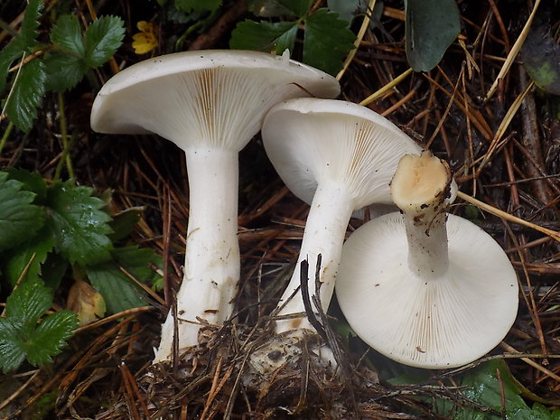 strmuľka inovaťová Clitocybe nebularis (Batsch) P. Kumm.