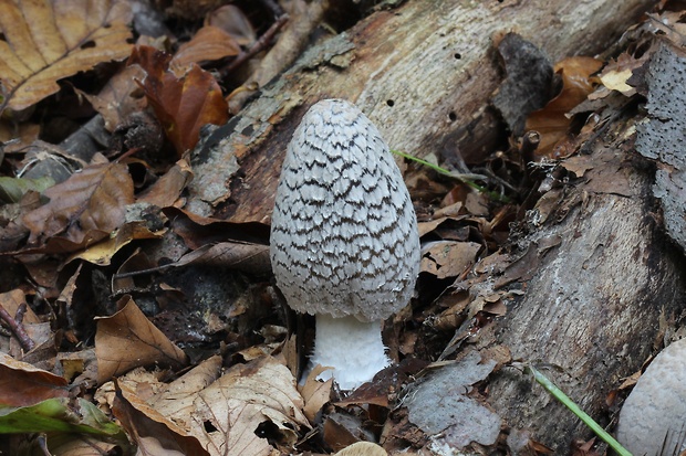 hnojník strakatý Coprinopsis picacea (Bull.) Redhead, Vilgalys & Moncalvo