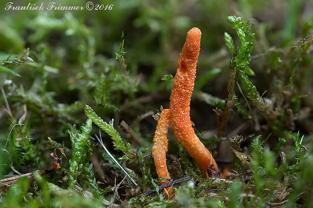 žezlovka hmyzová Cordyceps militaris (Fr.) Link