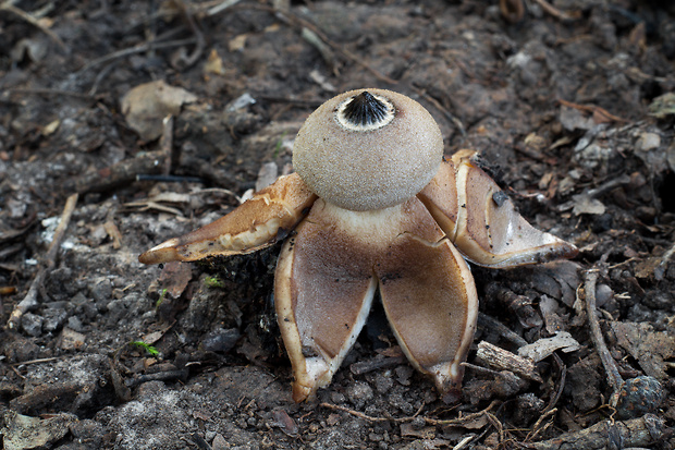 hviezdovka Berkeleyova Geastrum berkeleyi Massee