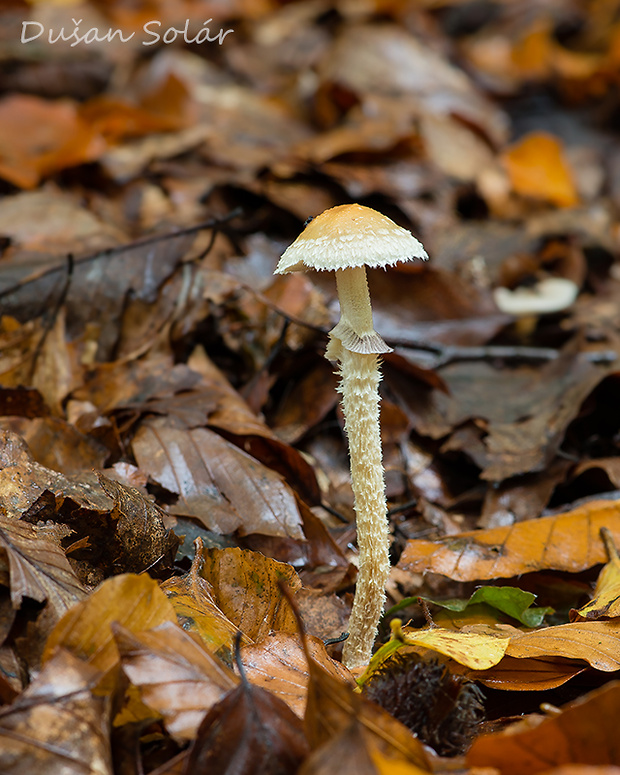 golierovka šupinkatá Leratiomyces squamosus var. squamosus (Pers.) Bridge & Spooner