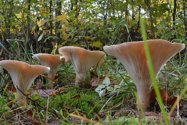 čechratec obrovský Leucopaxillus giganteus (Sowerby) Singer