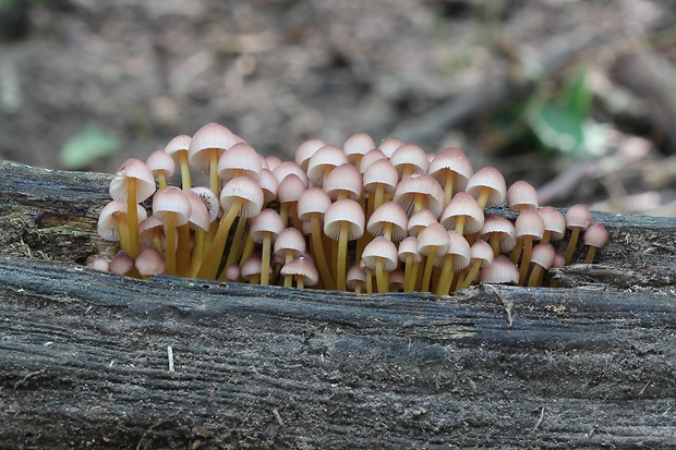 prilbička žltohlúbiková Mycena renati Quél.