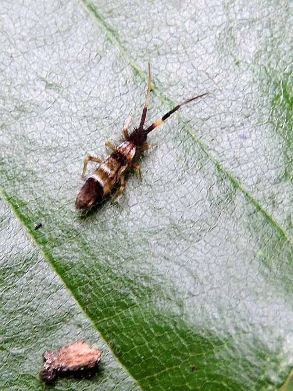 chvostoskok Orchesella flavescens