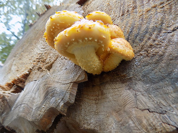 šupinovka Pholiota sp.