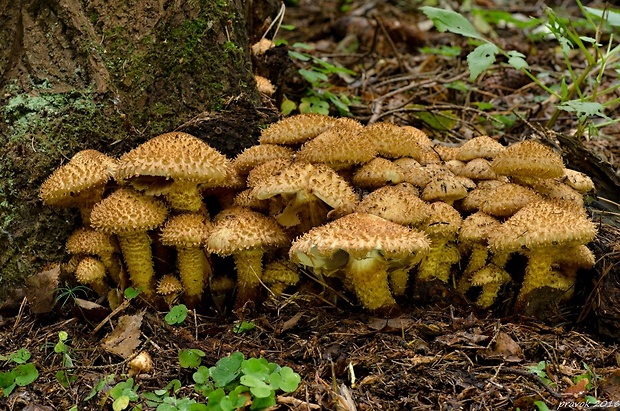 šupinovka šupinatá Pholiota squarrosa (Vahl) P. Kumm.