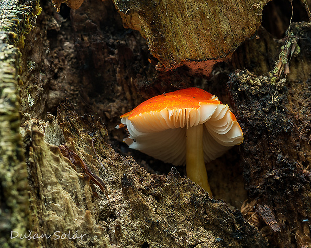 štítovka šarlátová Pluteus aurantiorugosus (Trog) Sacc.