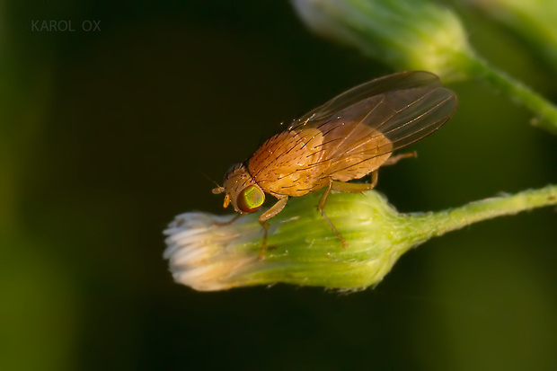 tieňovka Sapromyzosoma quadripunctata (Linnaeus, 1758)