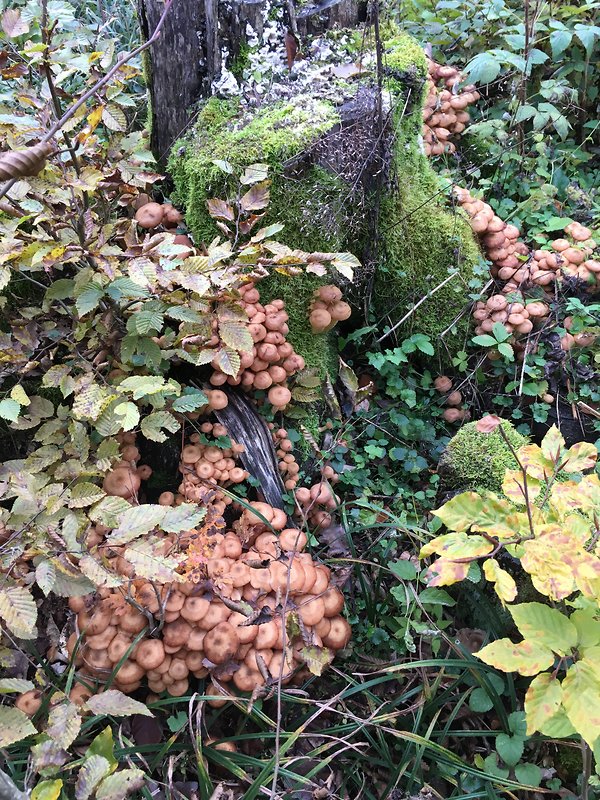 podpňovka obyčajná Armillaria mellea (Vahl) P. Kumm.