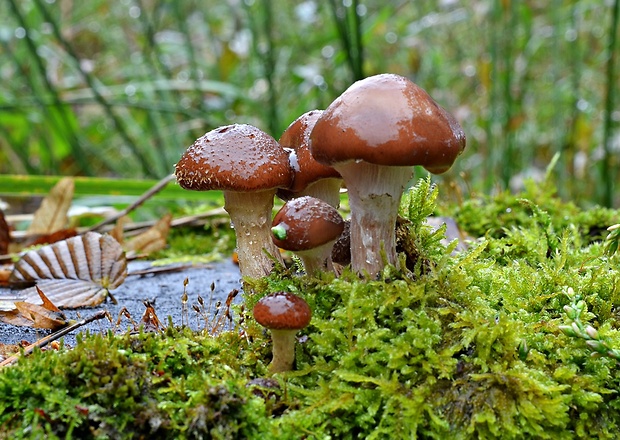 podpňovka obyčajná Armillaria mellea (Vahl) P. Kumm.