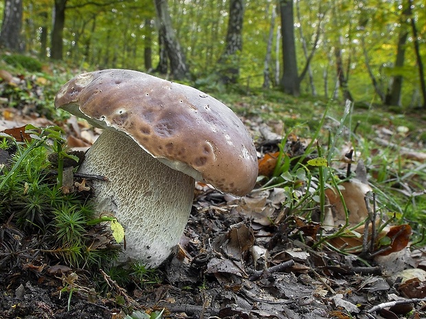 hríb smrekový Boletus edulis Bull.