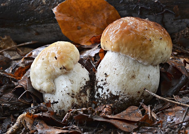 hríb smrekový Boletus edulis Bull.