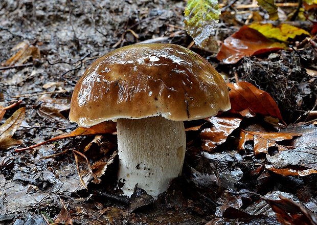 hríb smrekový Boletus edulis Bull.