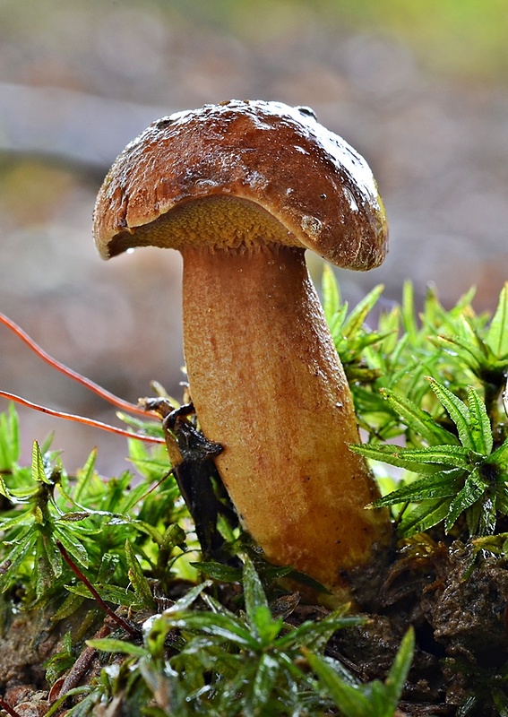 meďovec korenistý Chalciporus piperatus (Bull.) Bataille