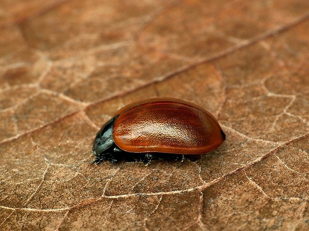 liskavka topoľová (sk) / mandelinka topolová (cz) Chrysomela populi Linnaeus, 1758