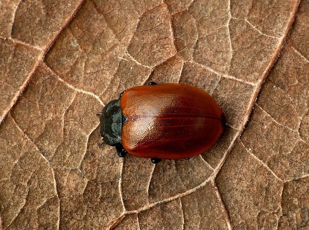 liskavka topoľová (sk) / mandelinka topolová (cz) Chrysomela populi Linnaeus, 1758