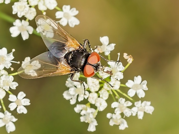 bystruša Cistogaster globosa