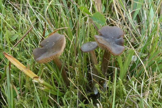 hodvábnica Entoloma sordidolamellatum Noordel. & Enderle