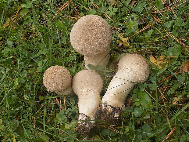 rozpadavec stopkatý Lycoperdon excipuliforme (Scop.) Pers.