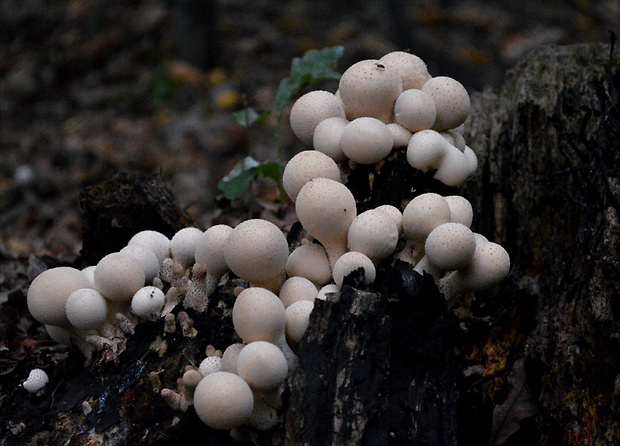 prášnica hruškovitá Lycoperdon pyriforme Schaeff.