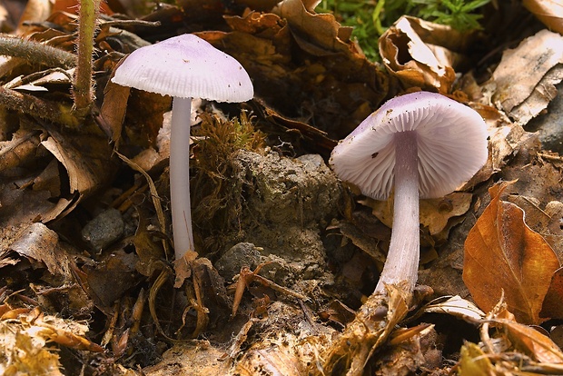 prilbička reďkovková Mycena pura (Pers.) P. Kumm.