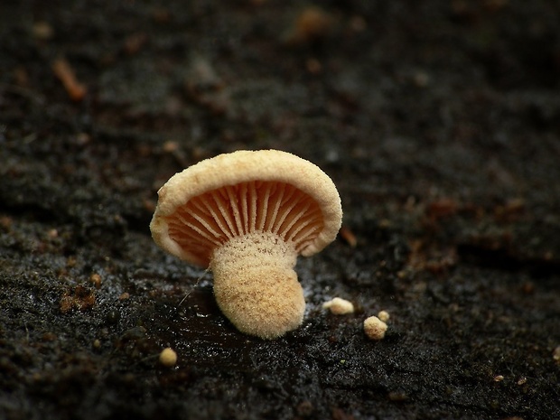 pňovka obyčajná Panellus stipticus (Bull.) P. Karst.