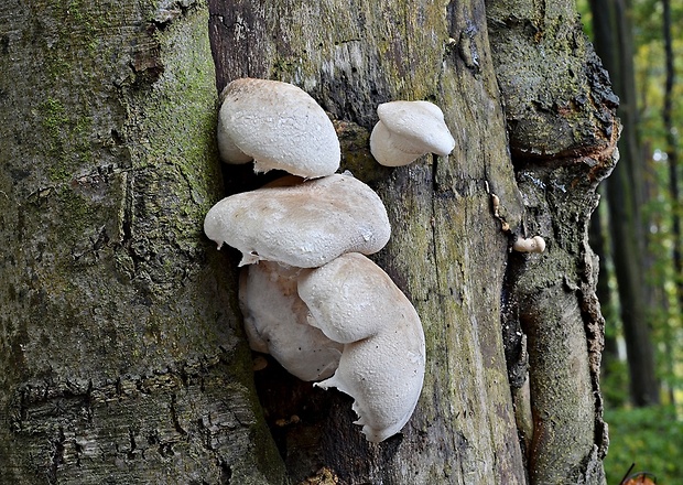 hliva dubová Pleurotus dryinus (Pers.) P. Kumm.