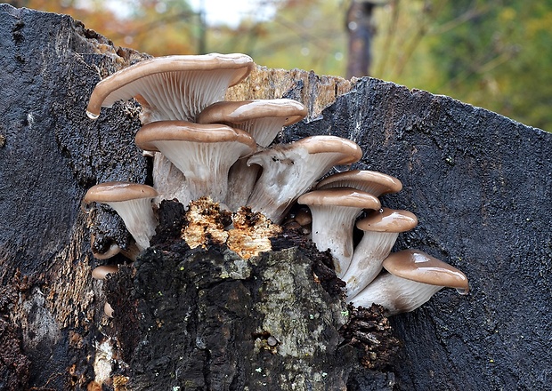 hliva ustricovitá Pleurotus ostreatus (Jacq.) P. Kumm.