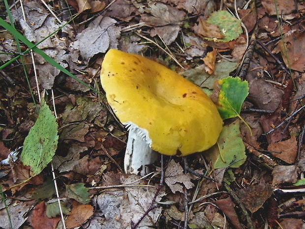 plávka chrómovožltá Russula claroflava Grove