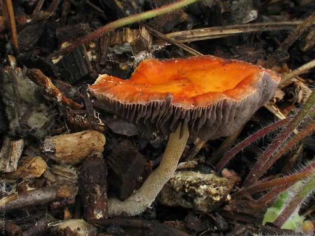 golierovka oranžová Stropharia aurantiaca (Cooke) M. Imai