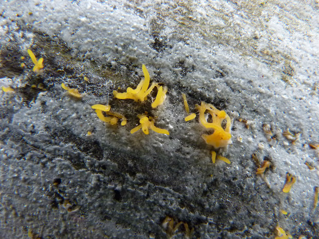 parôžkovec malý Calocera cornea (Fr.) Loud.