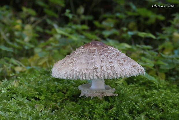 bedľa červenejúca Chlorophyllum rachodes (Vittad.) Vellinga