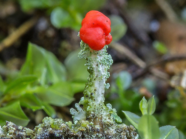 dutohlávka nádherná Cladonia bellidiflora (Ach.) Schaerer